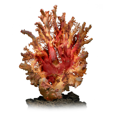 珊瑚海景-世界最大赤紅珊瑚 (現收藏於綺麗珊瑚博物館)
